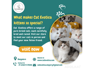 Purebred Siberian Kittens for sale in Bangalore | Best Cat in Bangalore