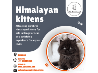 Himalayan Cat for Sale in Bangalore | Catexotica