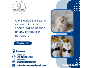 Catexotica | Buy Cats and Kittens for Sale in Bangalore