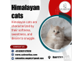 himalayan-cat-for-sale-in-bangalore-catexotica-small-0