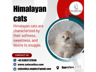 Himalayan Cat for Sale in Bangalore catexotica