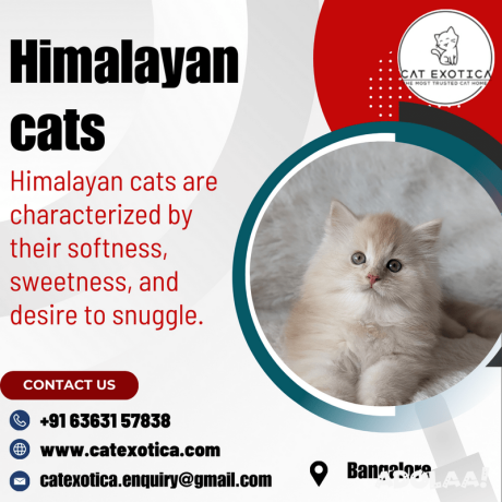 himalayan-cat-for-sale-in-bangalore-catexotica-big-0