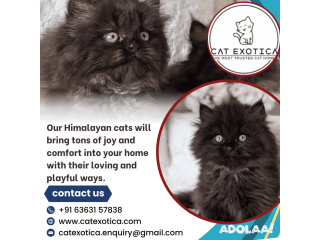 Catexotica | Find Purebred Himalayan Kittens for sale in Bangalore