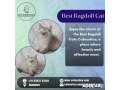 purebred-ragdoll-kittens-for-sale-in-bangalore-catexotica-small-0