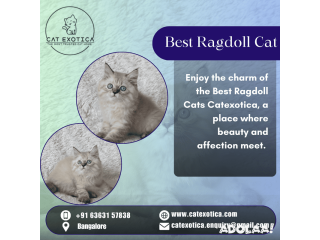 Purebred Ragdoll Kittens for sale in Bangalore | Catexotica