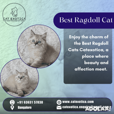 purebred-ragdoll-kittens-for-sale-in-bangalore-catexotica-big-0