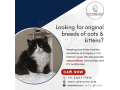 looking-for-original-breeds-of-cats-kittens-cat-exotica-small-0