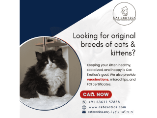 Looking for original breeds of cats & kittens | Cat Exotica