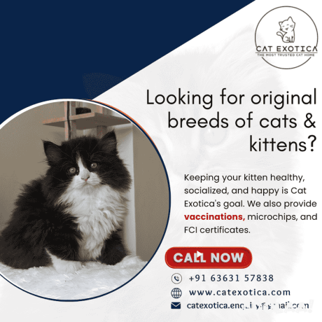 looking-for-original-breeds-of-cats-kittens-cat-exotica-big-0