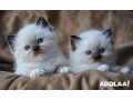 buy-ragdoll-kittens-for-sale-online-small-0