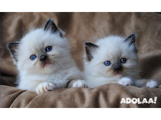 Buy Ragdoll Kittens for Sale Online