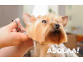 premium-dog-grooming-service-at-home-in-bangalore-small-0