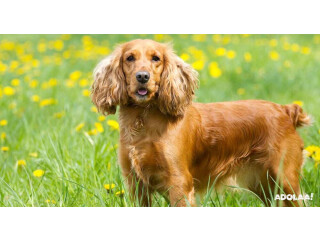 Cocker Spaniel Price in India