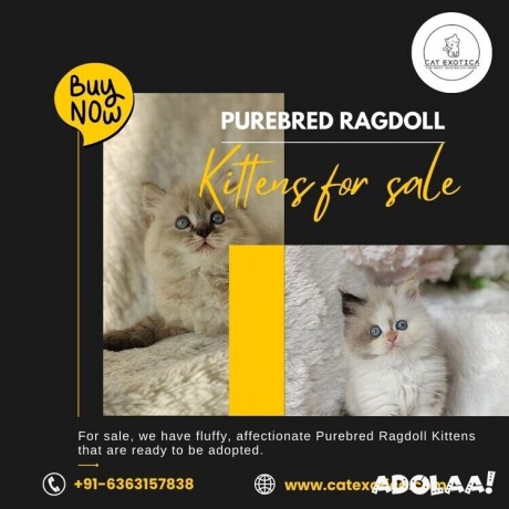 ragdoll-kittens-in-bangalore-big-0