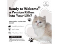 persian-kittens-in-bangalore-small-0