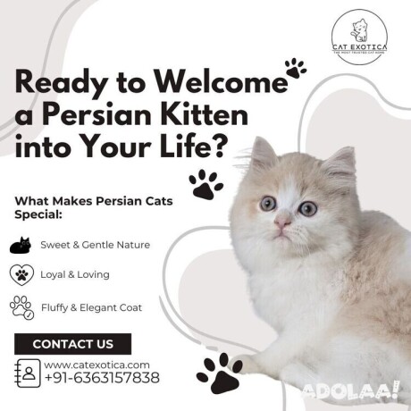 persian-kittens-in-bangalore-big-0
