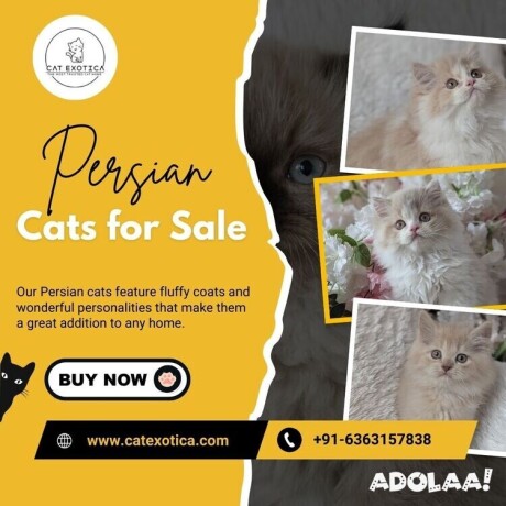 persian-cats-for-sale-in-bangalore-big-0