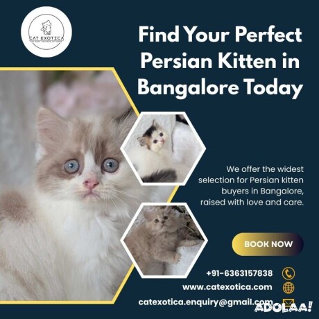 buy-persian-kittens-in-bangalore-best-persian-cat-in-bangalore-big-0