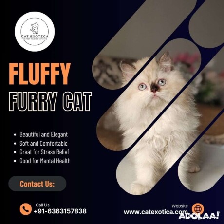 cats-in-bangalore-buy-cats-for-sale-online-in-bangalore-big-0