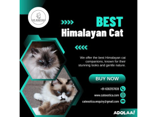 Best Himalayan Cat in Bangalore | Himalayan Cats for Sale