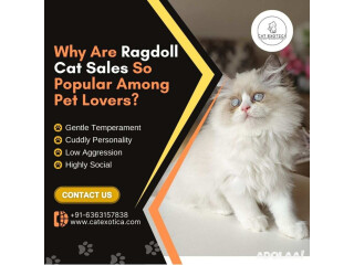 Ragdoll Cat for Sale in Bangalore | Best Ragdoll Cat in Bangalore