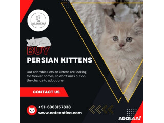 Buy Persian Kittens in Bangalore | Persian Cats for Sale in Bangalore