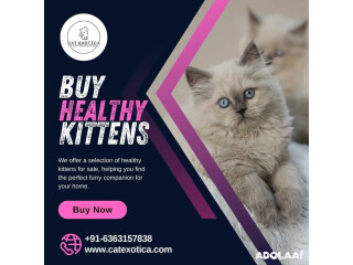 Buy Kittens in Bangalore