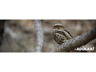 Corbett Birding Adventures: Experience Nature