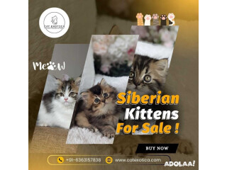 Siberian Kittens for Sale in Bangalore