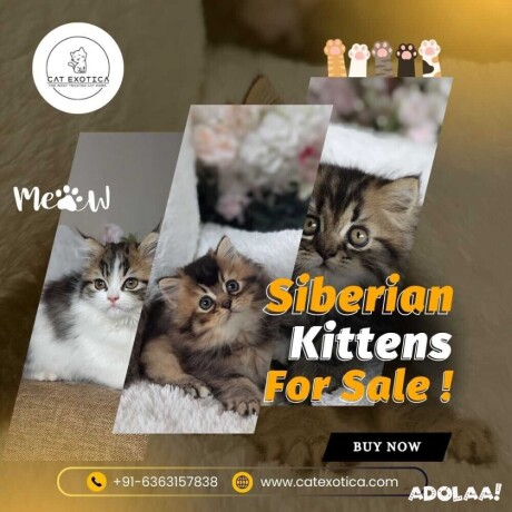 siberian-kittens-for-sale-in-bangalore-big-0