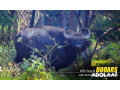 dooars-package-tour-with-jaldapara-elephant-safari-a-thrilling-wildlife-getaway-small-7