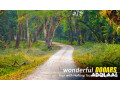 dooars-package-tour-with-jaldapara-elephant-safari-a-thrilling-wildlife-getaway-small-3