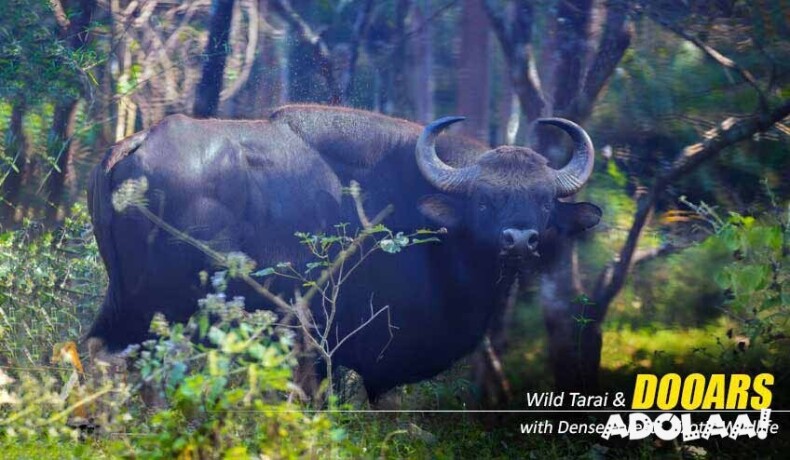 dooars-package-tour-with-jaldapara-elephant-safari-a-thrilling-wildlife-getaway-big-7
