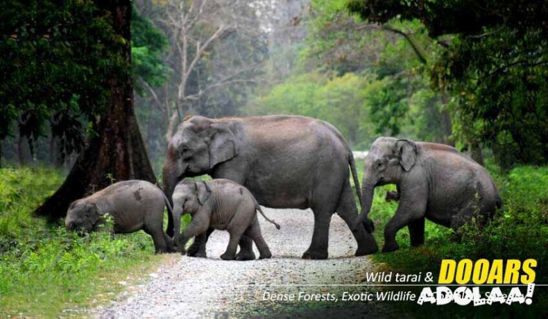 dooars-package-tour-with-jaldapara-elephant-safari-a-thrilling-wildlife-getaway-big-5