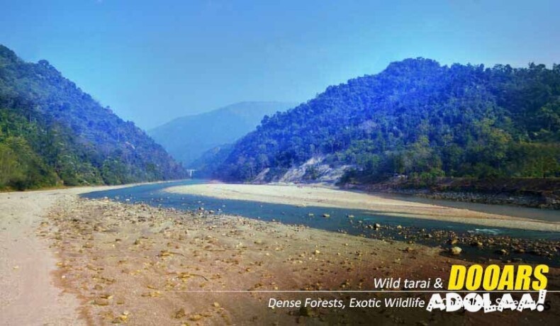 dooars-package-tour-with-jaldapara-elephant-safari-a-thrilling-wildlife-getaway-big-6