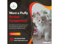 persian-cats-for-sale-in-bangalore-buy-persian-kittens-in-bangalore-small-0
