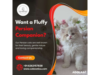 Persian Cats for Sale in Bangalore | Buy Persian Kittens in Bangalore