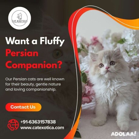 persian-cats-for-sale-in-bangalore-buy-persian-kittens-in-bangalore-big-0