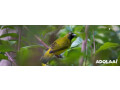 bird-watching-adventures-in-the-andaman-islands-small-0
