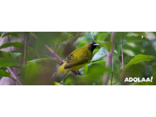 Bird Watching Adventures in the Andaman Islands