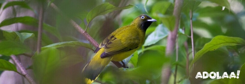 bird-watching-adventures-in-the-andaman-islands-big-0