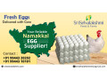 egg-wholesale-price-in-namakkalsri-selvalakshmi-feeds-farms-small-0