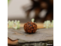 7-mukhi-rudraksha-small-0