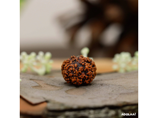 7 Mukhi Rudraksha