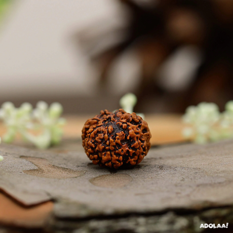 7-mukhi-rudraksha-big-0