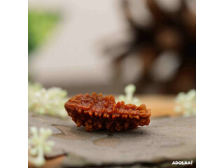 Original 1 Mukhi Rudraksha Price