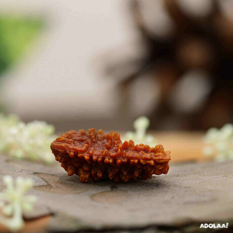 original-1-mukhi-rudraksha-price-big-0