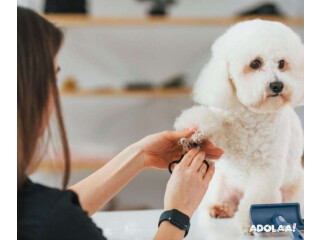 Explore Uncle Paws Grooming Salon Services in Chicago
