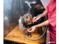 explore-sit-n-pretty-grooming-services-in-palos-hills-small-0