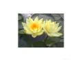 hardy-water-lilies-small-0